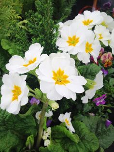 Polyanthus Stella Snow White - велурена иглика(1466)